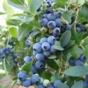 Bluecrop Northern Highbush Blueberry Plant 2 Year Old Quart Size
