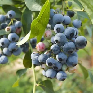 Bluecrop Northern Highbush Blueberry Plant 2 Year Old Quart Size