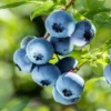 Bluejay Northern Highbush Blueberry Plant - 1 Quart Bare Root - Early Season Fruit