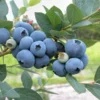 Bluettta Northern Highbush Blueberry Plant - 1 Quart - Bare Root - 10-12 inch - 2 Year Old