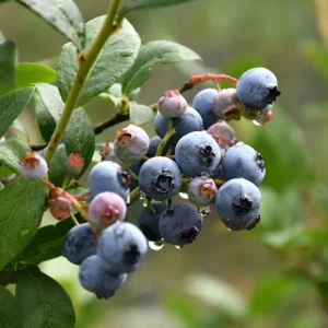 Bluettta Northern Highbush Blueberry Plant - 1 Quart - Bare Root - 10-12 inch - 2 Year Old