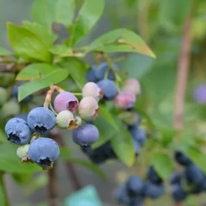 Bluettta Northern Highbush Blueberry Plant - 1 Quart - Bare Root - 10-12 inch - 2 Year Old