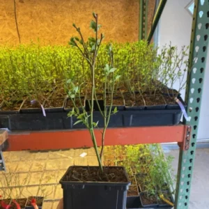 Bluettta Northern Highbush Blueberry Plant - 1 Quart - Bare Root - 10-12 inch - 2 Year Old