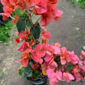 Bougainvillea Orange King Vine Plant - Live Plant - 1-2 Feet - 6