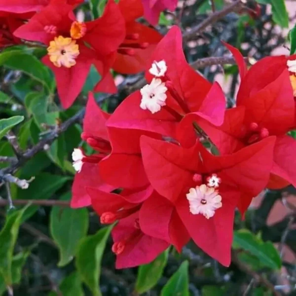 Bougainvillea Plant - Barbara Karst Vine - 1-2 Ft Tall - Magenta Flowering Vine