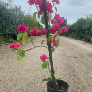 Bougainvillea Plant - Barbara Karst Vine - 1-2 Ft Tall - Magenta Flowering Vine