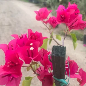 Bougainvillea Plant - Barbara Karst Vine - 1-2 Ft Tall - Magenta Flowering Vine
