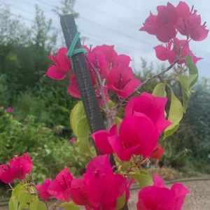 Bougainvillea Plant - Barbara Karst Vine - 1-2 Ft Tall - Magenta Flowering Vine