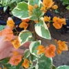 Bougainvillea Spectabilis Plant - Vine - 1 Feet Tall - Orange Bracts - 6" Pot