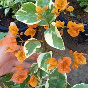 Bougainvillea Spectabilis Plant - Vine - 1 Feet Tall - Orange Bracts - 6