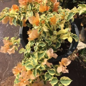 Bougainvillea Spectabilis Plant - Vine - 1 Feet Tall - Orange Bracts - 6