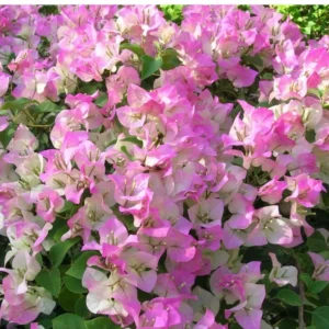 Bougainvillea Spectabilis Tree - 1-2 ft Pink White Bicolor Vine - 6