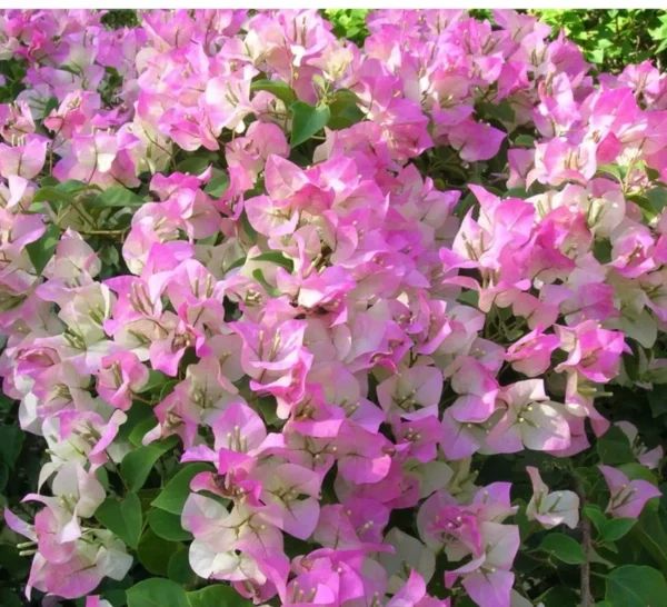 Bougainvillea Spectabilis Tree - 1-2 ft Pink White Bicolor Vine - 6" Pot