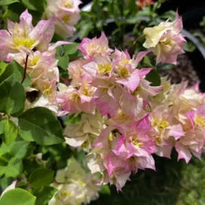 Bougainvillea Spectabilis Tree - 1-2 ft Pink White Bicolor Vine - 6