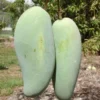Brahm Kai Meu Mango Tree - Grafted Thai Green Sweet Mango Plant 1 ft Tall