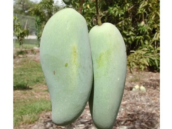Brahm Kai Meu Mango Tree - Grafted Thai Green Sweet Mango Plant 1 ft Tall