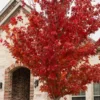 Brandywine Maple Tree Plant - 6-12 Inch Tall - Quart Pot - Deciduous Shade Tree