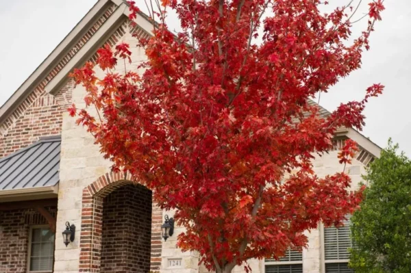 Brandywine Maple Tree Plant - 6-12 Inch Tall - Quart Pot - Deciduous Shade Tree