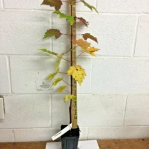 Brandywine Maple Tree Plant - 6-12 Inch Tall - Quart Pot - Deciduous Shade Tree