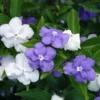 Brunfelsia Densifolia Plant - Serpentine Hill Raintree - 1-2 Ft Tall - 1Gal Pot