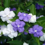 Brunfelsia Densifolia Plant - Serpentine Hill Raintree - 1-2 Ft Tall - 1Gal Pot