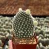 Bunny Ear Cactus Opuntia Microdasys Live Plant 2in Pot