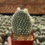 Bunny Ear Cactus Opuntia Microdasys Live Plant 2in Pot