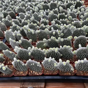 Bunny Ear Cactus Opuntia Microdasys Live Plant 2in Pot