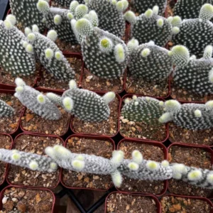 Bunny Ear Cactus Opuntia Microdasys Live Plant 2in Pot