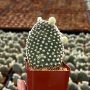 Bunny Ear Cactus Opuntia Microdasys Live Plant 2in Pot