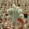Bunny Ear Cactus Opuntia Microdasys Live Plant 2in Pot