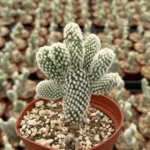 Bunny Ear Cactus Opuntia Microdasys Live Plant 2in Pot