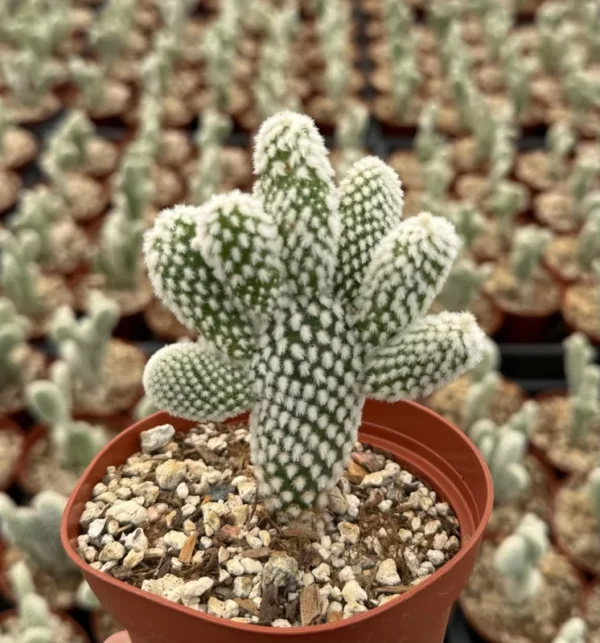 Bunny Ear Cactus Opuntia Microdasys Live Plant 2in Pot