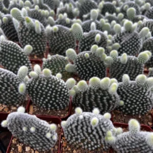 Bunny Ear Cactus Opuntia Microdasys Live Plant 2in Pot