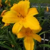 Buttered Popcorn Daylily Root Fans - 3 Fan Root System