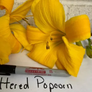 Buttered Popcorn Daylily Root Fans - 3 Fan Root System