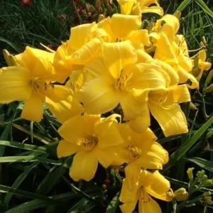 Buttered Popcorn Daylily Root Fans - 3 Fan Root System