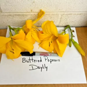Buttered Popcorn Daylily Root Fans - 3 Fan Root System