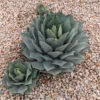 Butterfly Agave Plant - 6 Inch Potted Agave potatorum - Unique Succulent