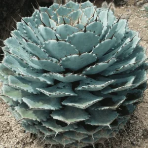 Butterfly Agave Plant - 6 Inch Potted Agave potatorum - Unique Succulent