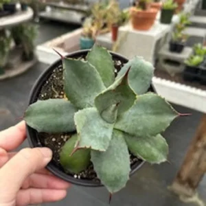 Butterfly Agave Plant - 6 Inch Potted Agave potatorum - Unique Succulent