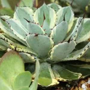 Butterfly Agave Plant - 6 Inch Potted Agave potatorum - Unique Succulent