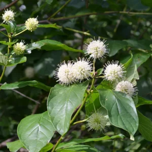 Buttonbush Tree Cephalanthus occidentalis - Bareroot Deciduous Shrub