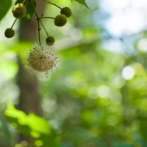 Buttonbush Tree Cephalanthus occidentalis - Bareroot Deciduous Shrub