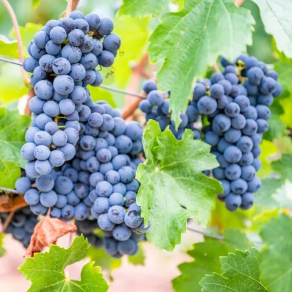 CONCORD Seedless Grape Vine - 1 Bare Root Live Plant