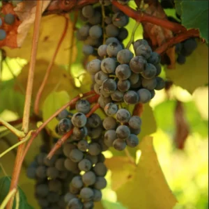 CONCORD Seedless Grape Vine - 1 Bare Root Live Plant