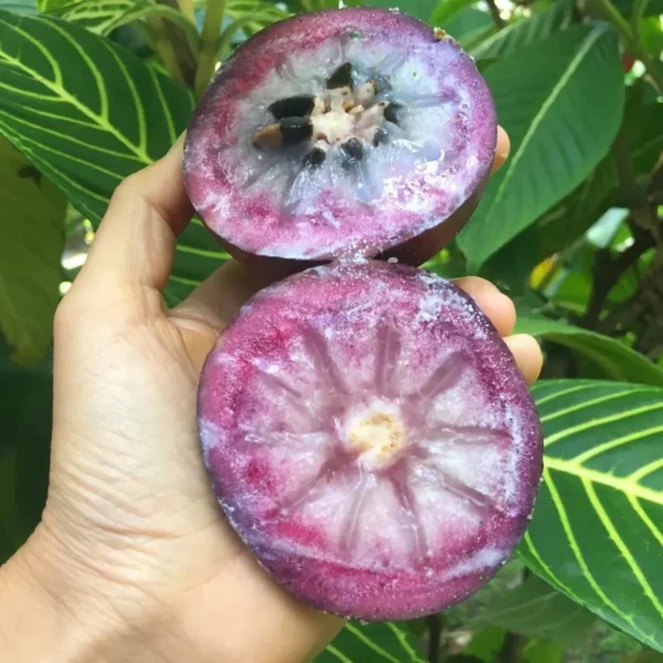 Caimito Tree Star Apple Fruit Tree - 2 Feet Tall Plant in 6" Pot