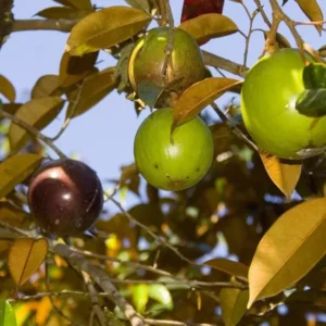 Caimito Tree Star Apple Fruit Tree - 2 Feet Tall Plant in 6" Pot