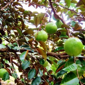 Caimito Tree Star Apple Fruit Tree - 2 Feet Tall Plant in 6