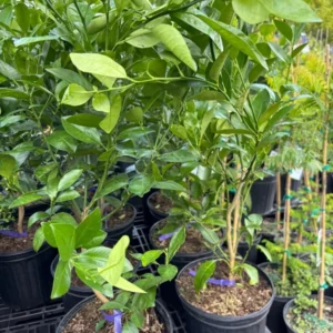 Calamondin Orange Tree - 2 Gallon Citrus Tree - 3 Feet Tall - Free Shipping - Not Ship CA